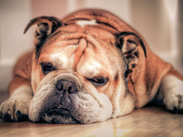 Buldogue Inglês