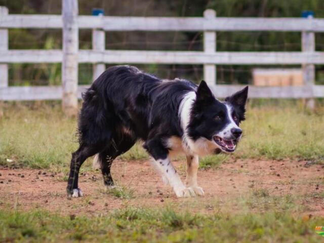 Border Collie