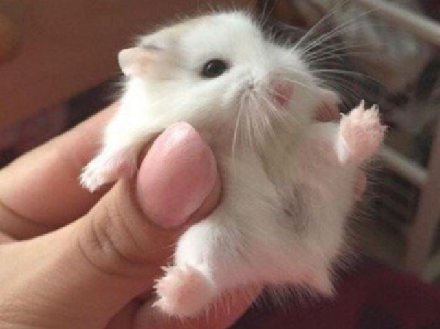 Hamster