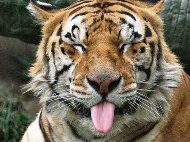 tigre