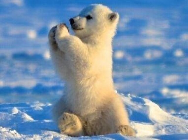 Urso polar