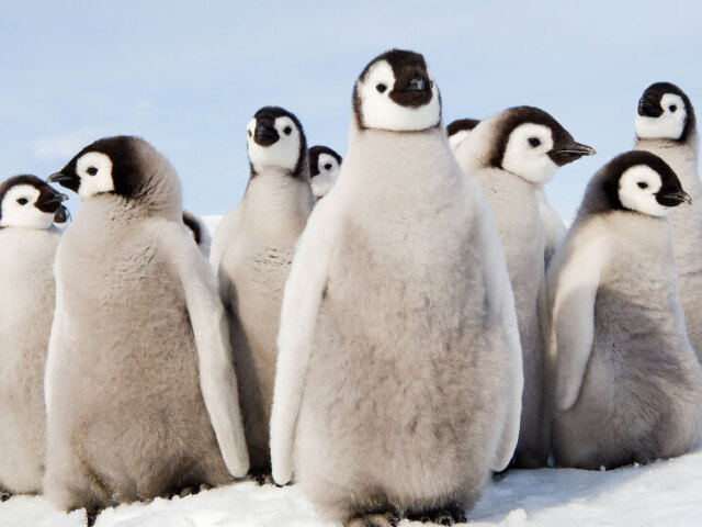 pinguins