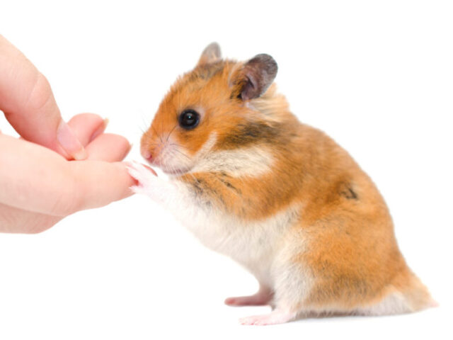 Hamster