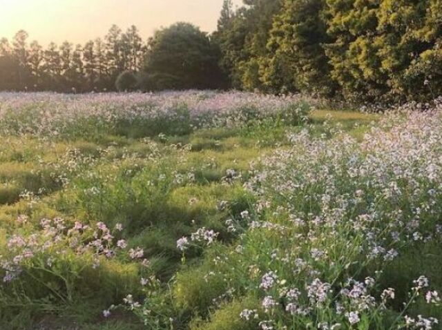 Num campo. ๐ฒ