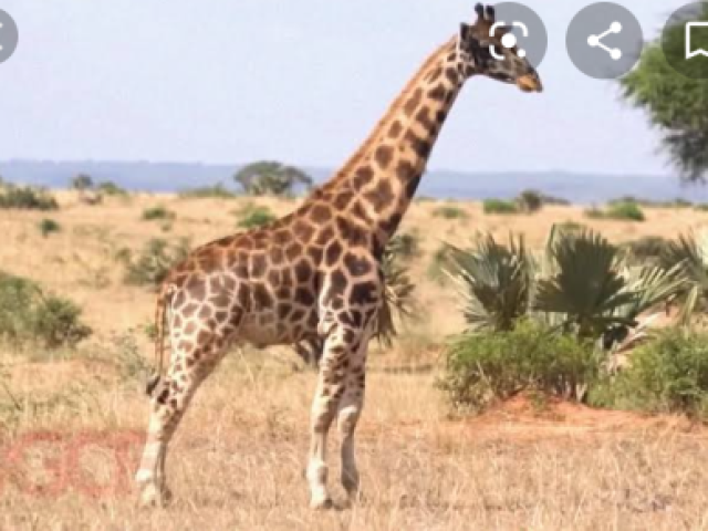 girafa😉