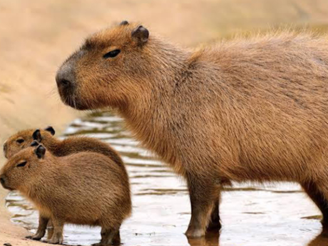 Capivara