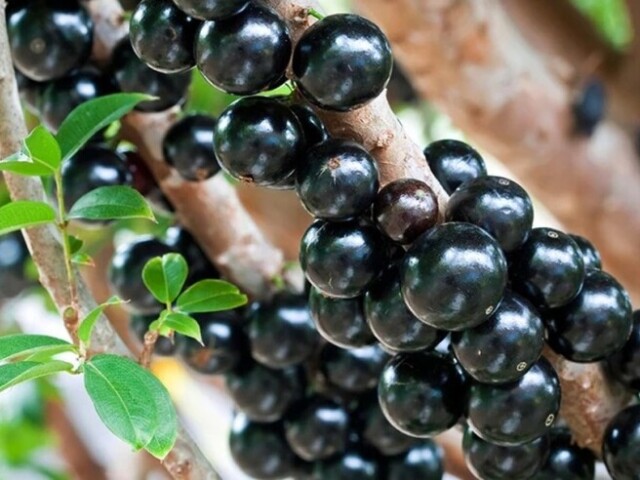 Jabuticaba