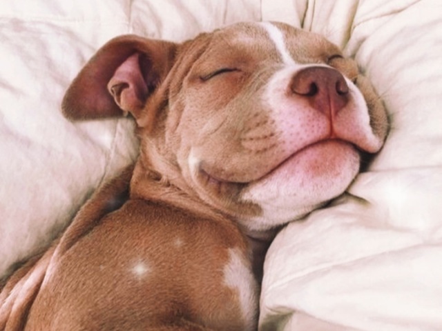 VocĂȘ gosta de cachorro