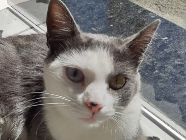 VocĂȘ gosta de gato