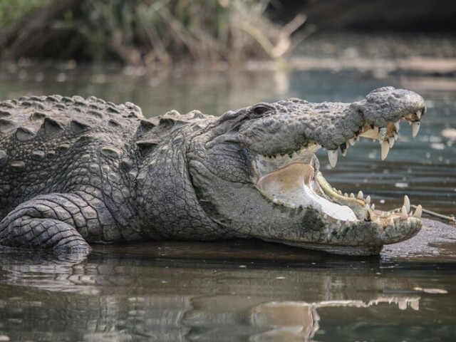 crocodilo