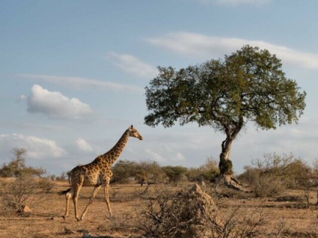 África do Sul. Nada melhor que conhecer a savana selvagem, de mãos dadas e com muitas fotos românticas.