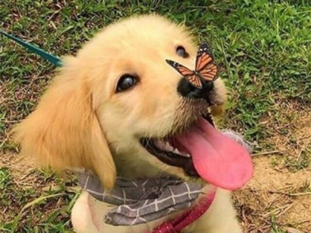 Qual raça de cachorro é essa?