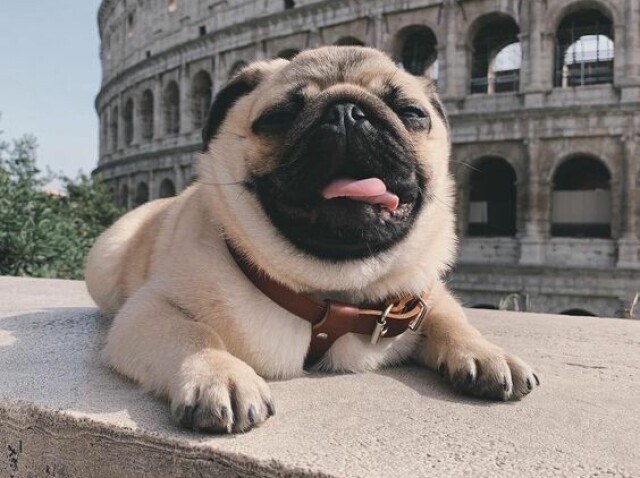 Você conhece tudo sobre Pugs?🐶