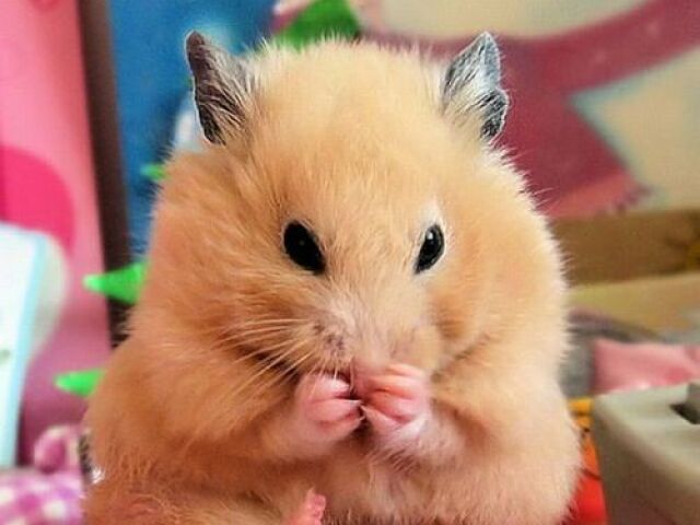 Hamster!