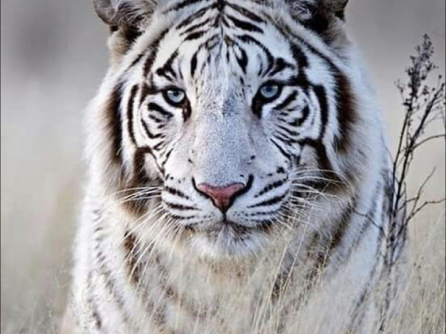 Tigre Branco