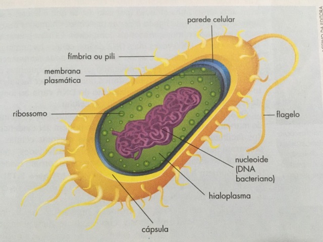 Célula animal que não possui núcleo definido