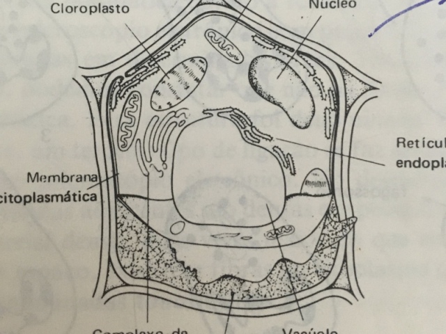 Célula vegetal pois não possui núcleo definido