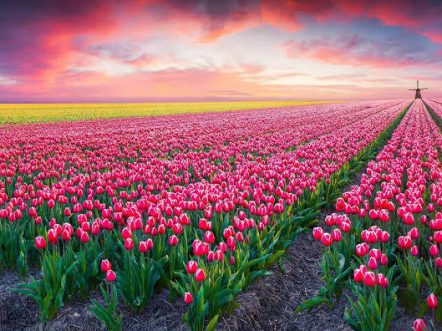 primavera.