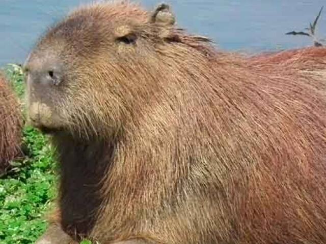 Capivara