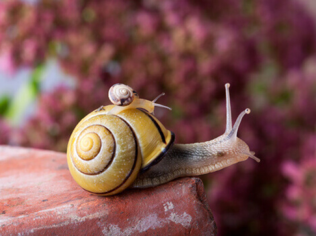 Caracol