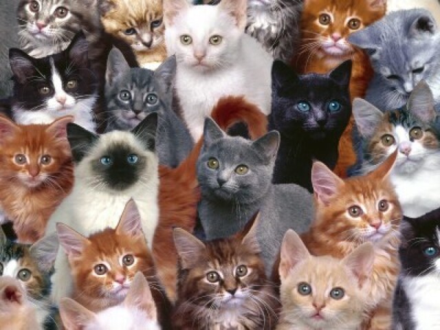 Qual raça de gato você seria?