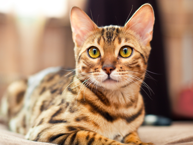 Bengal