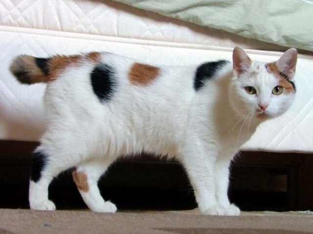 Bobtail Japonês