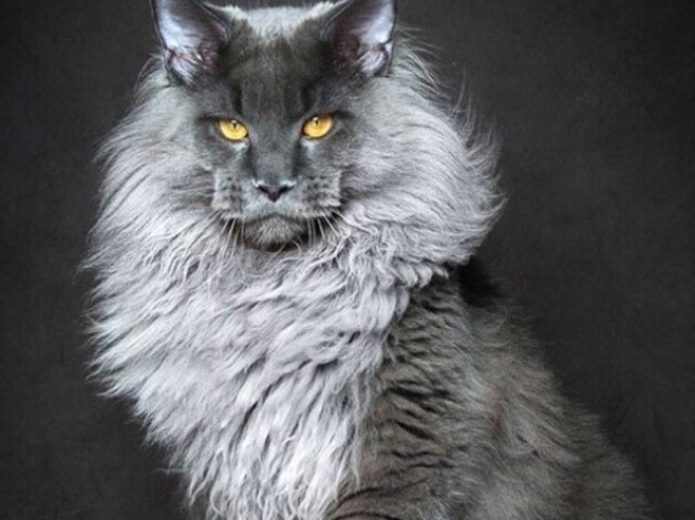 Maine Coon