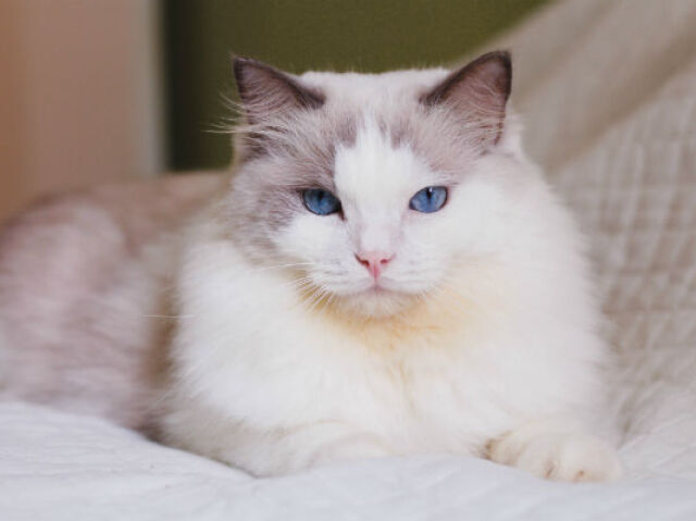 Ragdoll