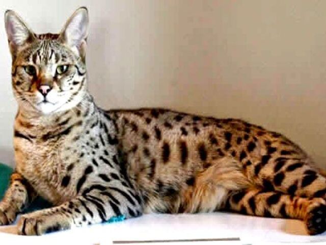 Savannah