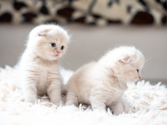 Scottish Fold