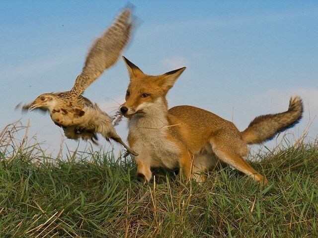 aves pequenas