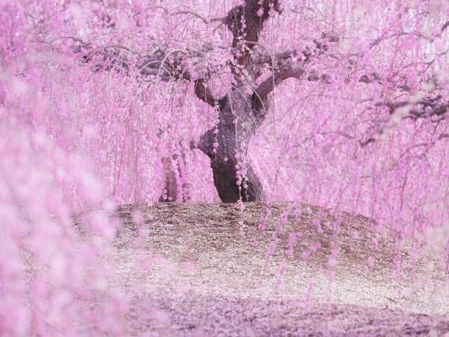 Uma imprecionante floresta de sakuras!