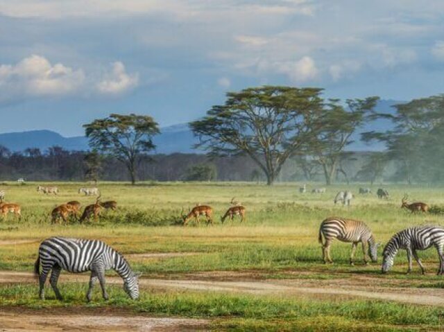 Uma bela savana com zebras, leões, leopardos e árvores muito lindas!!