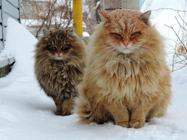 Siberiano