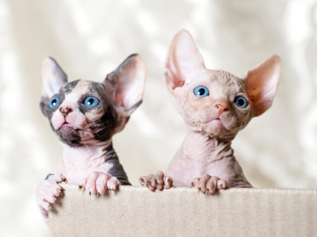 Sphynx