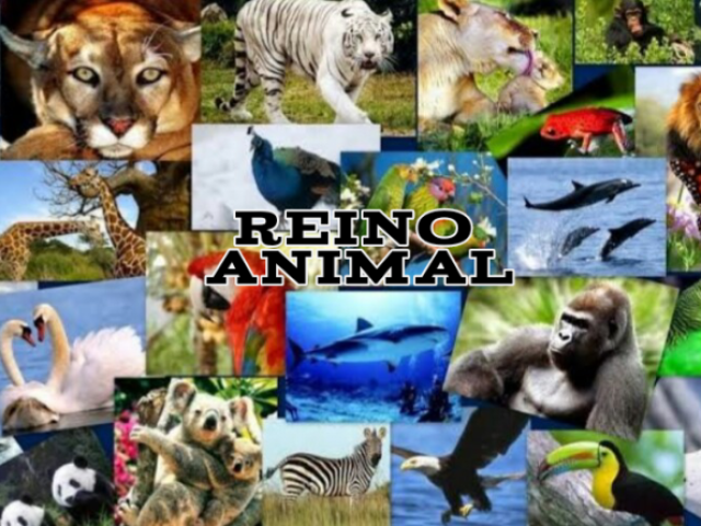 Reino Animal