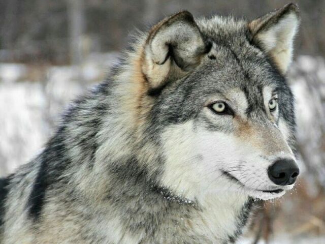 Lobo