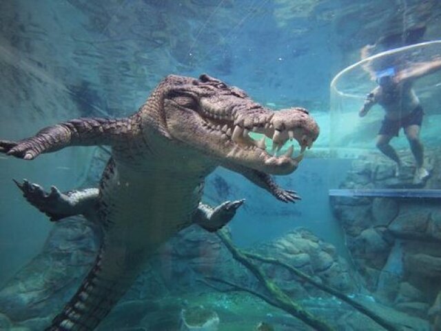 Crocodilo