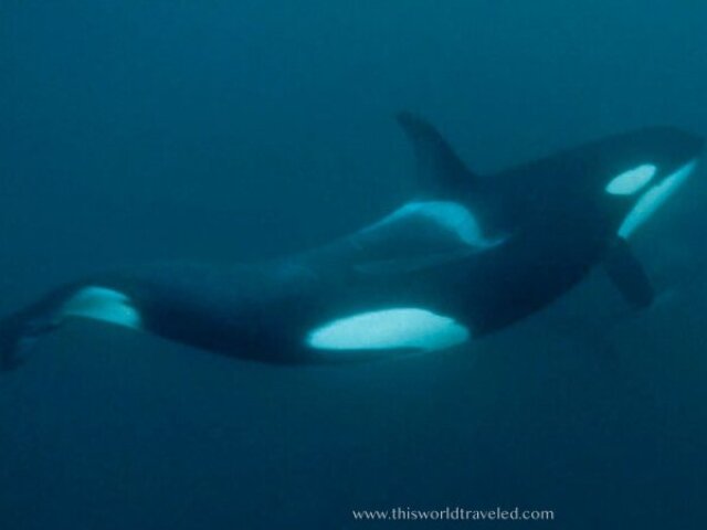Orcas
