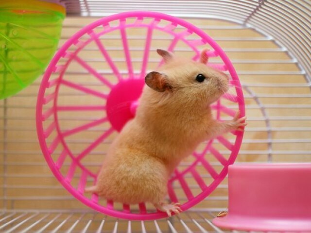 Hamster