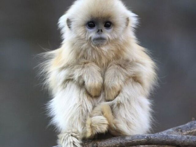 Macaco