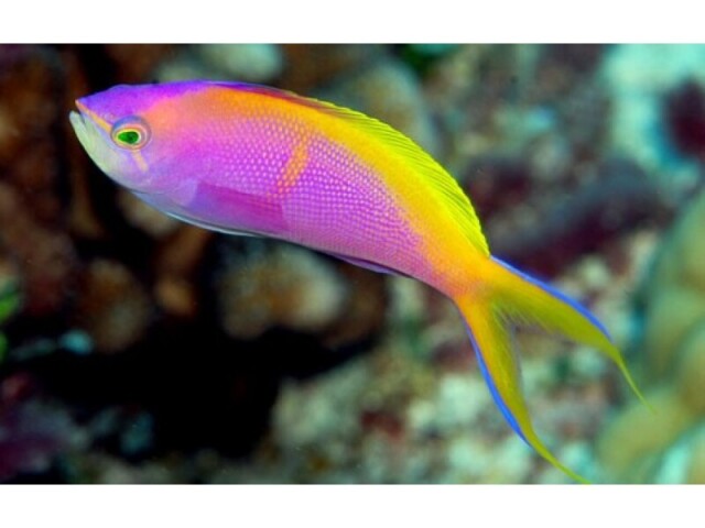 Peixe