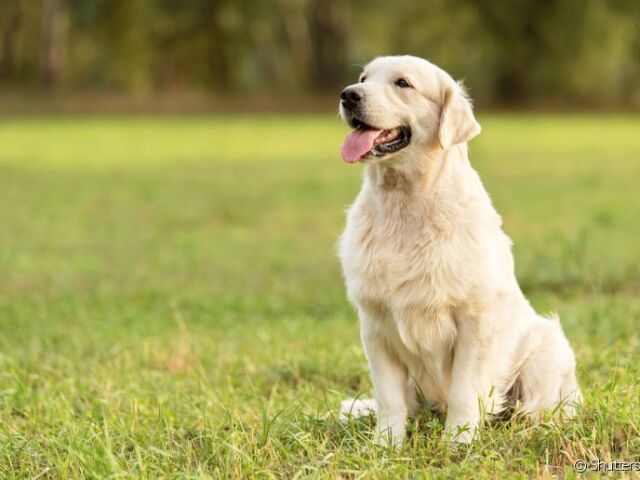 Cachorros
