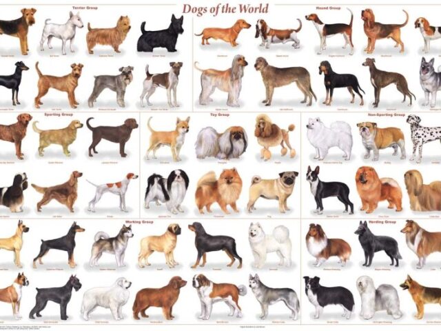 Qual é o nome do cachorro?