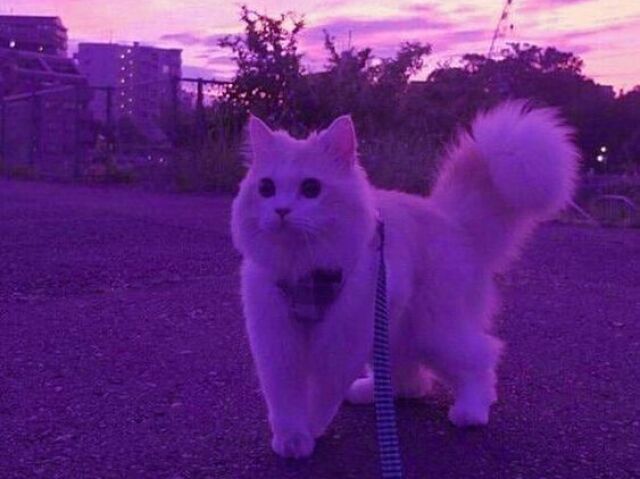 α¦