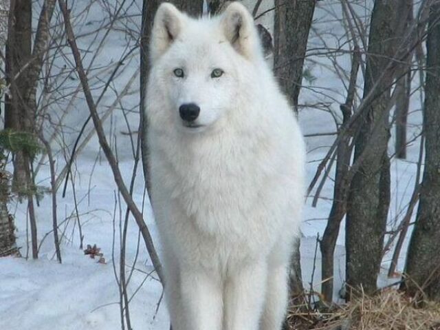 Lobo branco