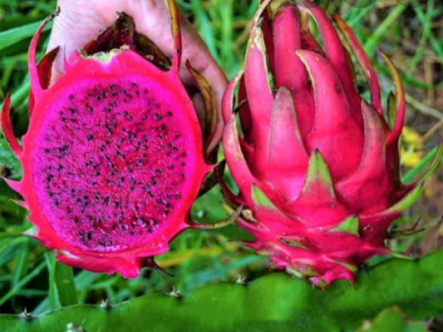 Pitaya