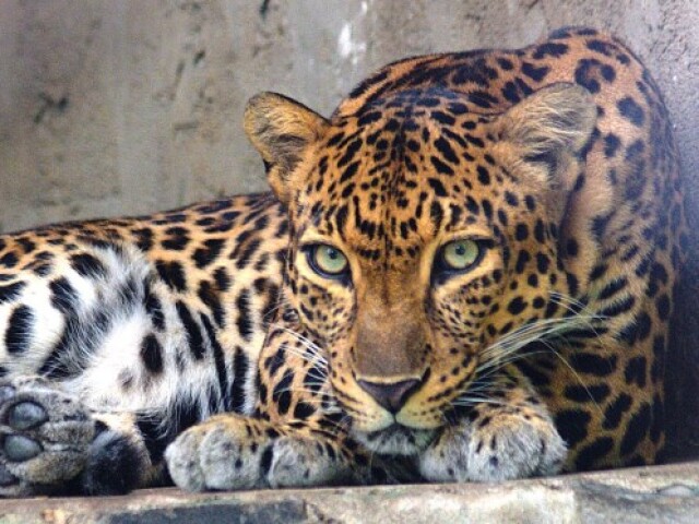 Leopardo