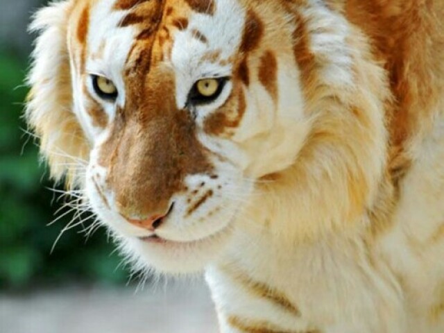 Tigre